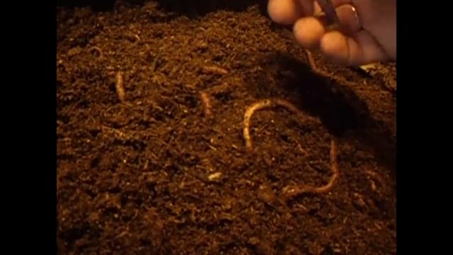 Кормление червя/ Рецепт корма/ Разведение червя дендробена