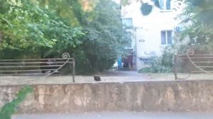 Анапа, автобус 126 "Су-Псех, улица Лермонтова - ТРЦ "Красная площадь" Ataman A09304 т536ас