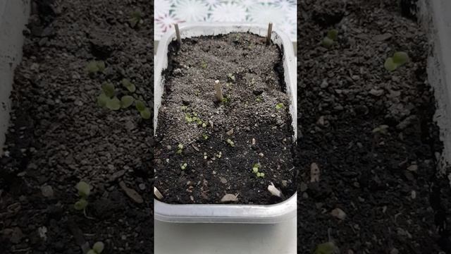 Энотера красивая "Вечерняя роза" смотреть онлайн