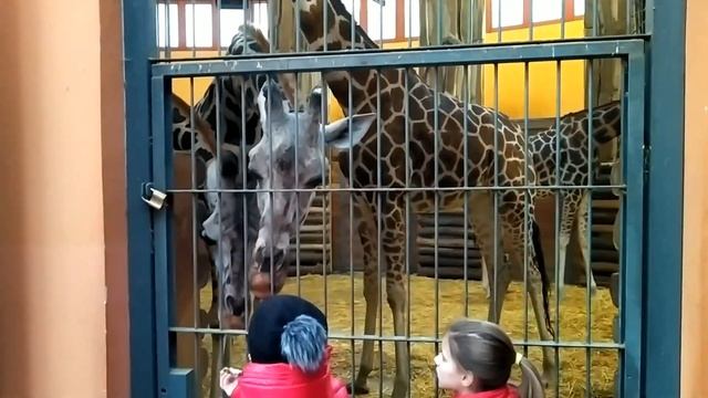Зоопарк, Будапешт / Budapest Zoo