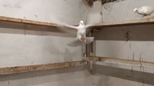 Кормлю голубей и по просьбе как делаю содовую воду/I feed the pigeons.Soda water to pigeons