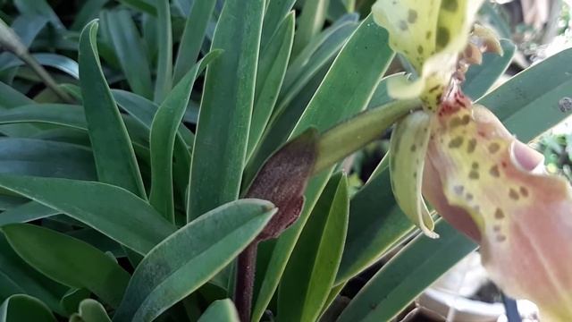 Paphiopedilum henryanum Braem - Lan hài Henry смотреть онлайн