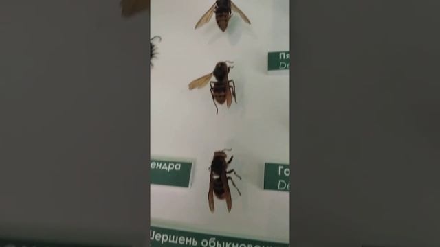 #shorts Как отличить шершня от бумажной осы? смотреть онлайн