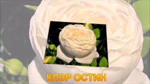 САМЫЕ ЛУЧШИЕ АНГЛИЙСКИЕ РОЗЫ. РОЗЫ ДЭВИДА ОСТИНА