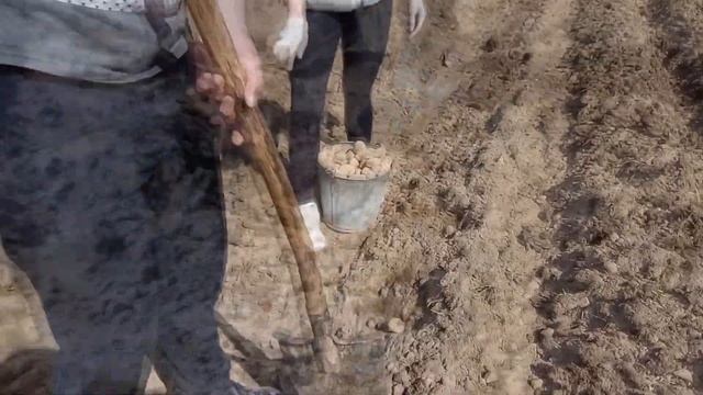 Как легко сажать картофель без картофелесажалки смотреть онлайн