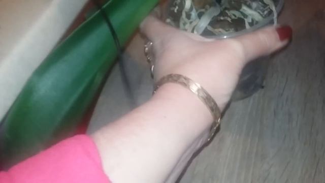 купил орхидею === сделай это!!! смотреть онлайн