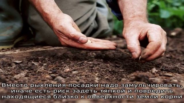 Кулинарные Ингредиенты