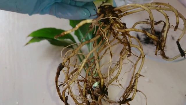 Реанимация спатифиллума. Спасаю спатифиллум!!! смотреть онлайн