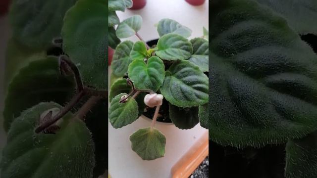 Мое окошко на кухне😍 Ну красота же. Фиалочки набирают бутончики 🌸#скорозацветут #фиалки #топ смотреть онлайн