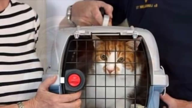 Потерявшийся кот вернулся к семье спустя 10 лет, но то что произошло дальше просто немыслимо смотреть онлайн