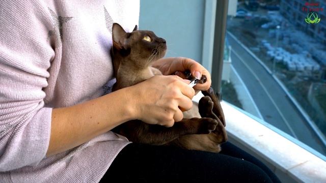 List Of Cat Breeds | Types Of Cats | Cat Species | All Cats Around The World смотреть онлайн