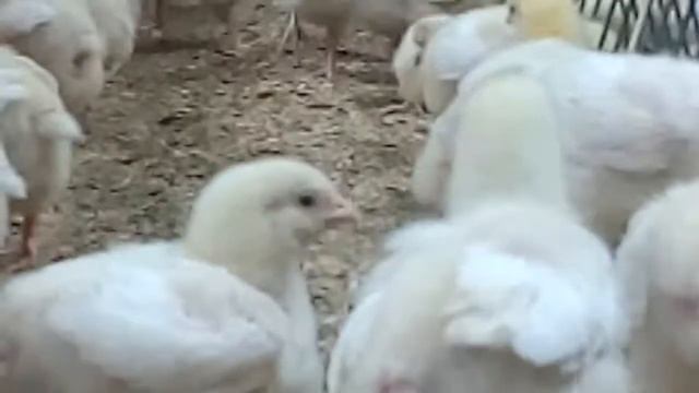 Цыплята кобб 500. 10 дней. смотреть онлайн