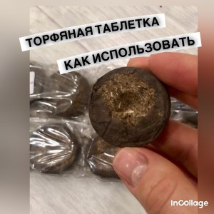 торфяные таблетки как использовать для посадки семян