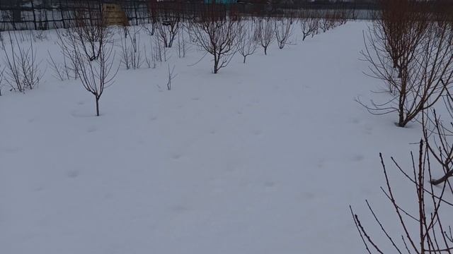 2022 год. Начало третьего года испытаний сортов персика. смотреть онлайн