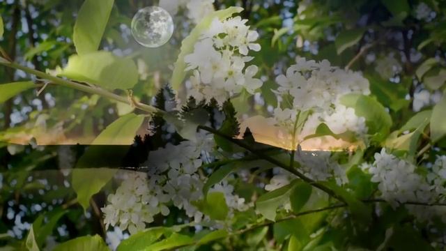 Сергей Чекалин - Весенние ночи смотреть онлайн