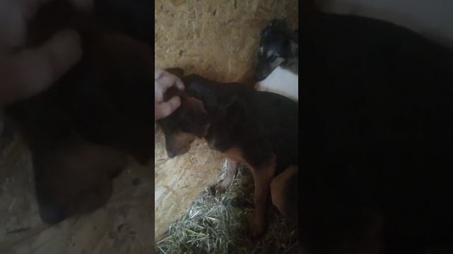 Метис таксы ищет дом! смотреть онлайн