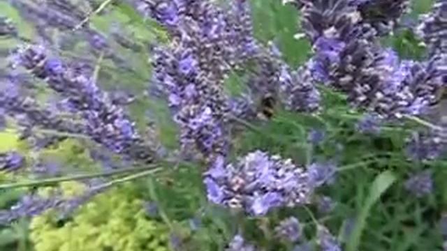 Canon Powershot SX270 HS Slow Motion Test смотреть онлайн