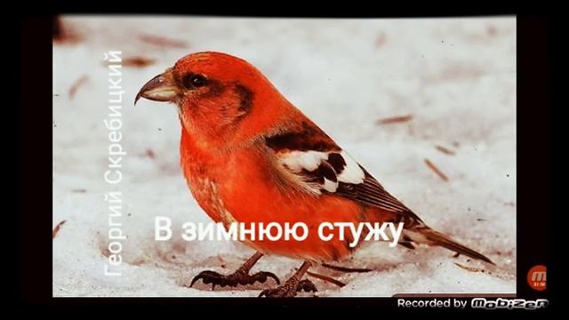 В ЗИМНЮЮ СТУЖУ ? рассказ ? аудио ? автор Георгий Скребицкий ? смотреть онлайн