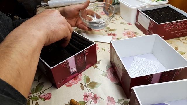 Сіємо насіння цибулі "чорнушки" на розсаду. Вирощуємо велику цибулю в однорічній культурі. смотреть онлайн