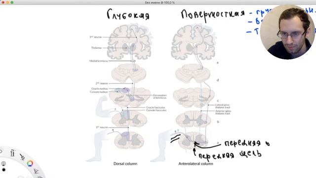 Проводящие пути смотреть онлайн