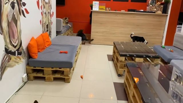 Гладь меня, человек! смотреть онлайн