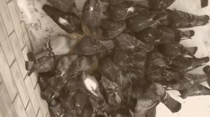 Кормлю голубей пшеном