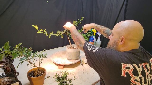 Petit projet ficus burtt davyi смотреть онлайн
