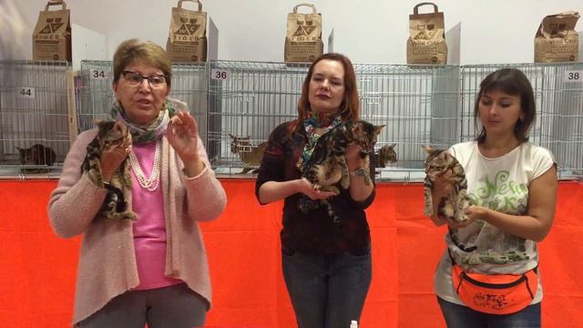 Бенгальские котята смотреть онлайн