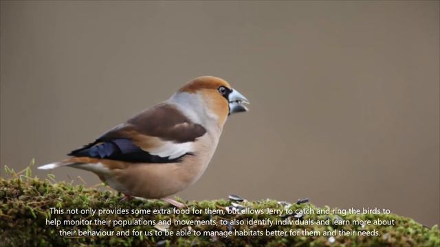 Hawfinch monitoring, in the Forest of Dean смотреть онлайн