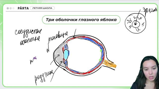 Строение глаза | Биология ЕГЭ 2024 | PARTA смотреть онлайн