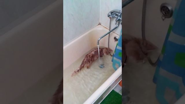 Cat And Water кот плавает