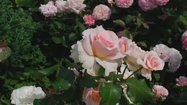 ЛЕТО САД РОЗЫ Съемка 7 июля смотреть онлайн