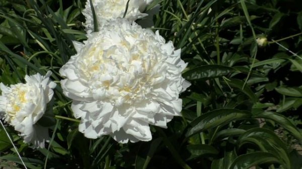 пион Cheddar Cheese