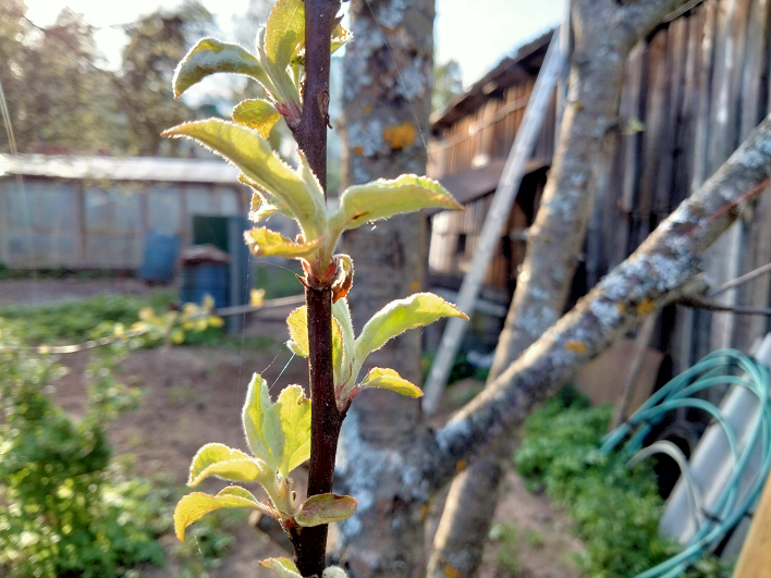 Яблоня после «реанимации» весной 2024 года смотреть онлайн