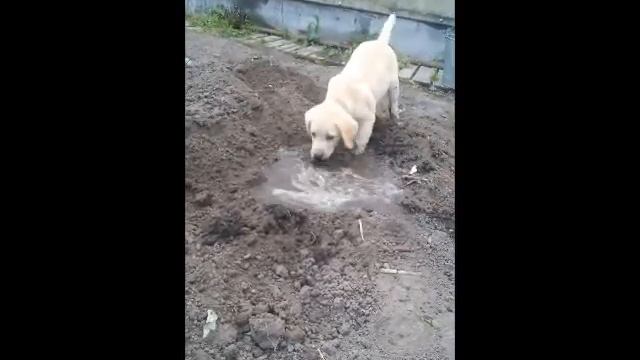 Щенок лабрадора мон зажигает на даче !!!