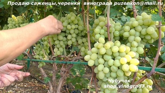 Виноград КИШМИШ АФРОДИТА- лидер с крупными гроздями, ягодами, ранний, урожайный и без косточек! смотреть онлайн