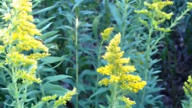 Solidago hybrids - Goldenrod смотреть онлайн