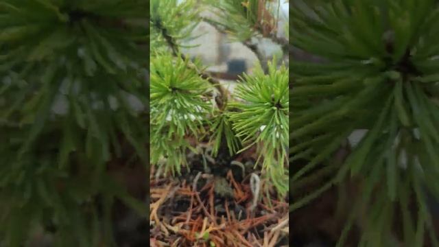 Сосна горная "Winter Gold" (Винтер Голд) смотреть онлайн