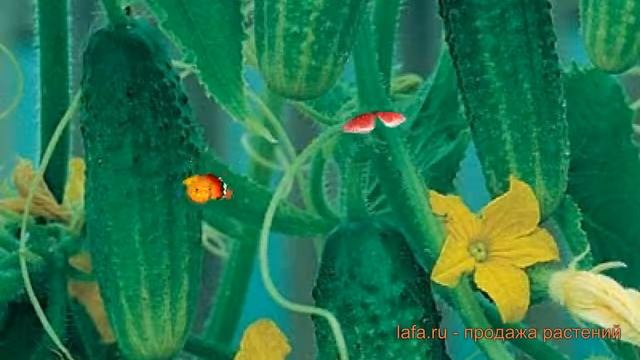 Огурец обыкновенный Астерикс F1 (asteriks f1) ? обзор: как сажать, семена огурца Астерикс F1 смотреть онлайн