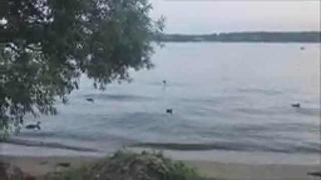 Маленький пляж д.Сорокино (Пироговское водохранилище) смотреть онлайн