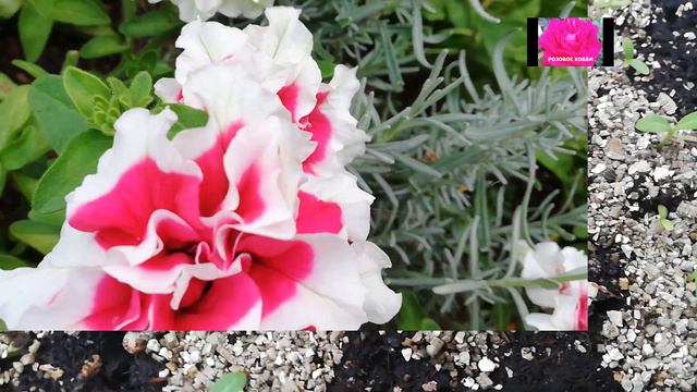 РОЗЫ И НЕ ТОЛЬКО. МАРТОВСКИЕ ЗАБОТЫ ЦВЕТОВОДА