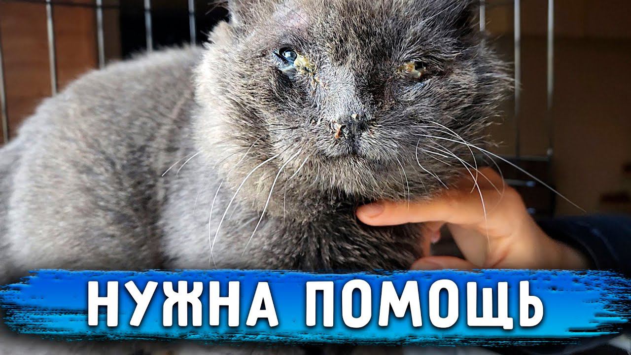 Мы нашли участок для передержки животных. Лечим Кокосика и Томаса. Груминг Вилли, Айзы и кошек. смотреть онлайн