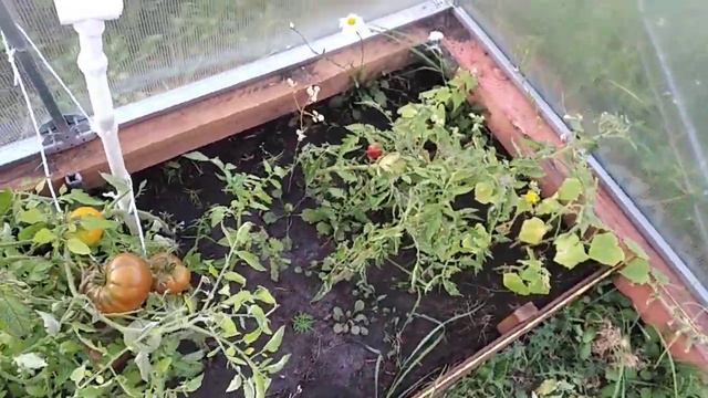 Что в теплице у Ленивых Дачников? смотреть онлайн