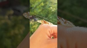 Как приручить...... бабочку?