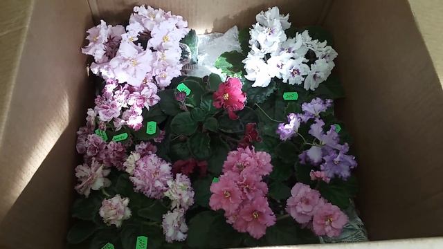 Фиалки и Кризис! Продажа фиалок в нынешних условиях! смотреть онлайн