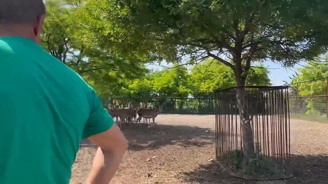 ЛЕТАЮЩИЕ ОЛЕНИ-завораживающее зрелище! Олег Зубков рассказывает о НОВОЙ ЭКСПОЗИЦИИ в Тайгане! смотреть онлайн