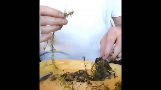 Maintaining a Planted Aquarium Elodea Densa with Ramshorn Snails and Malaysian Trumpet Snails смотреть онлайн