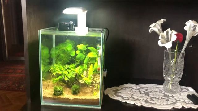 Посадил кабомбу поменял немного дизайн неделя после запуска аквариума смотреть онлайн
