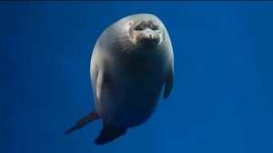 БАЙКАЛЬСКАЯ НЕРПА - Уникальный пресноводный тюлень