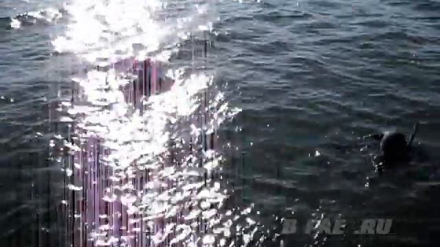 Чемпионат по подводной охоте смотреть онлайн